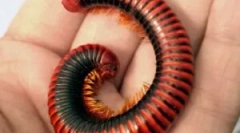 Kivsey: typy a spôsoby, ako s nimi